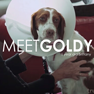 Pet Owner Testimonial: Goldy's Story