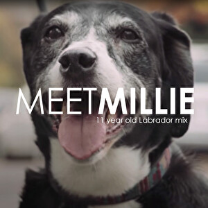 Pet Owner Testimonial: Millie's Story