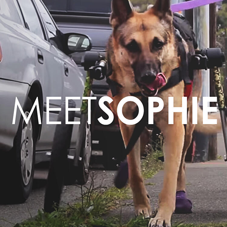 Pet Owner Testimonial: Sophie's Story